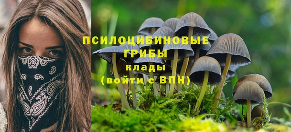 прущие грибы Верея